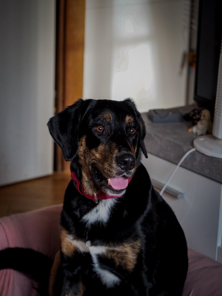 Hundetreffen-Angsthund Training-Profilbild