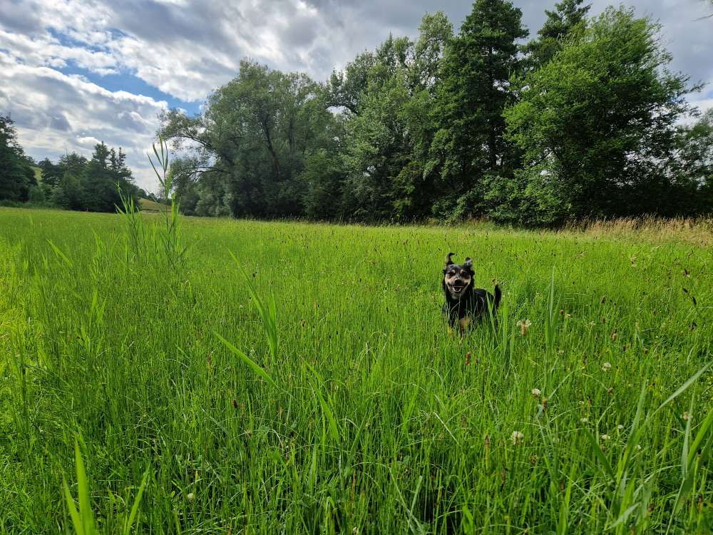 Hundetreffen-Hundekumpel gesucht-Profilbild