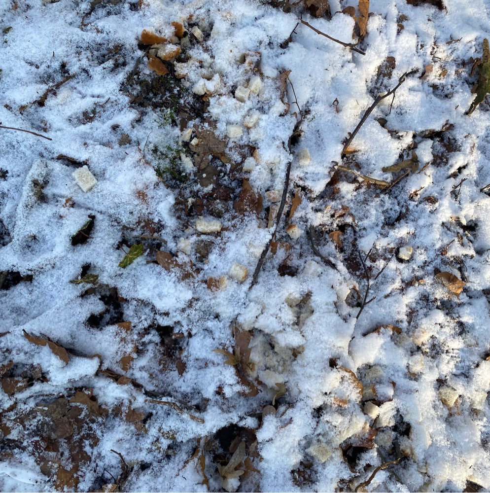 Giftköder-frische Brotstücke-Profilbild
