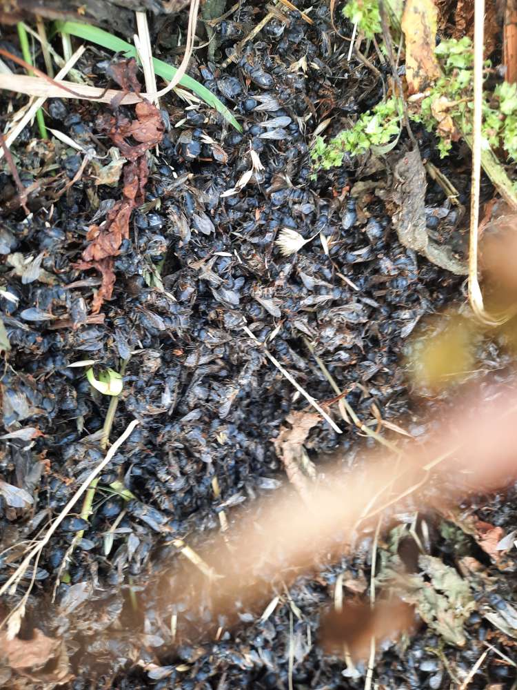 Giftköder-Mögliche Giftköder-Profilbild