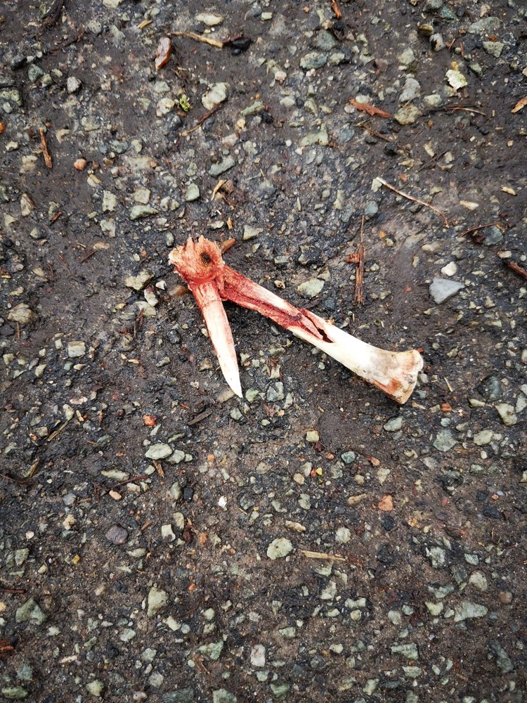 Giftköder-Knochen gefunden-Profilbild