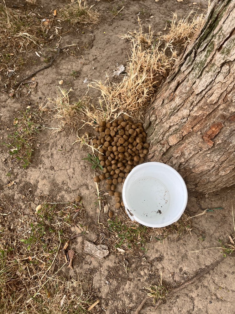 Giftköder-Haufen Trockenfutter-Profilbild