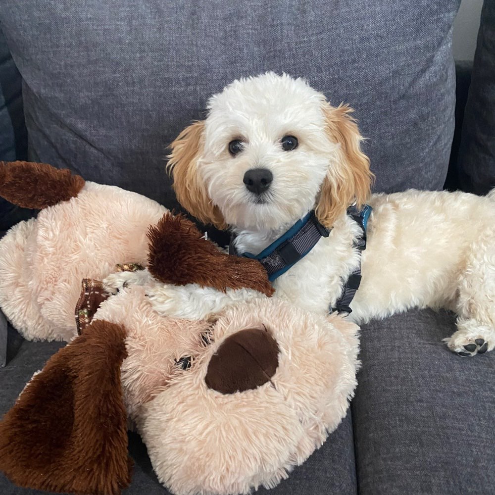 Hundetreffen-Spielen im Olympiapark-Profilbild