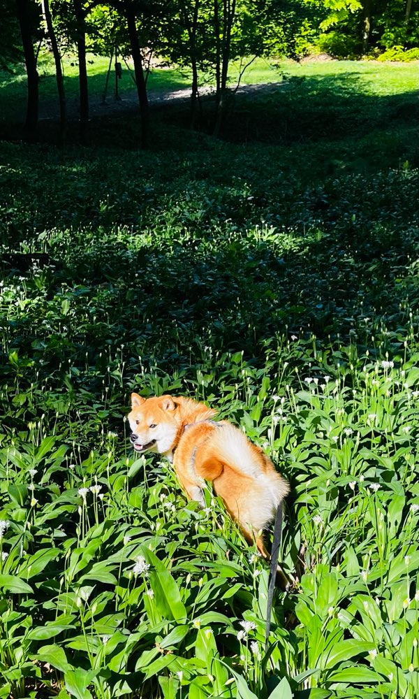Hundetreffen-gemeinsam gassi gehen & spielen-Profilbild