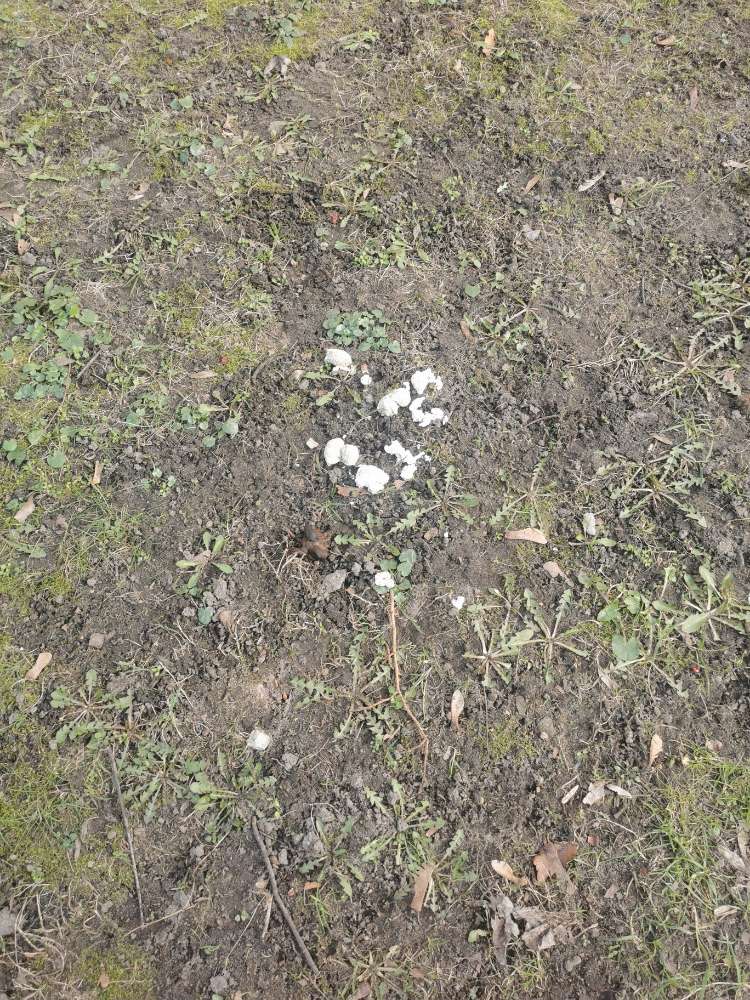 Giftköder-Eventuell Giftköder-Profilbild