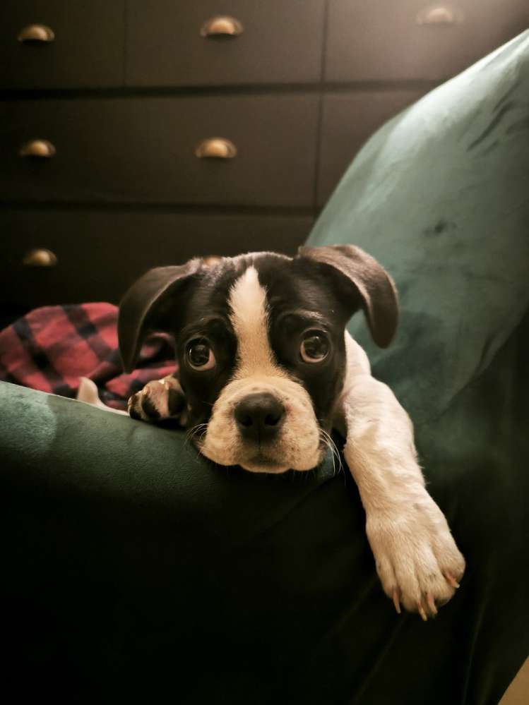 Hundetreffen-Welpentreff in der Neustadt-Profilbild