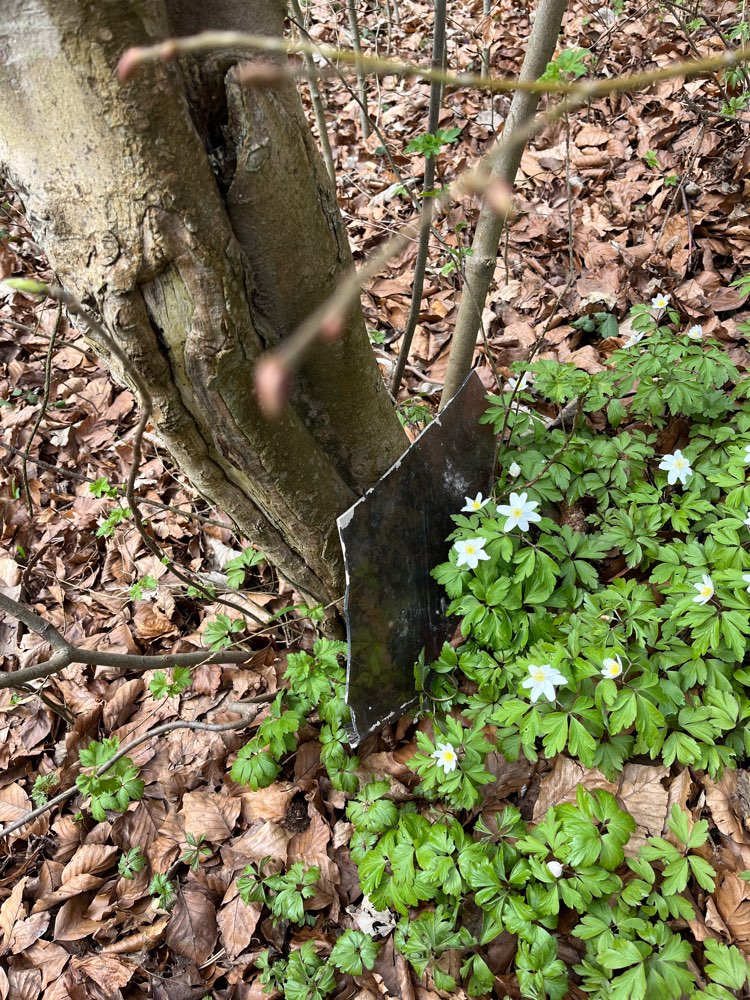 Giftköder-Scharfe Gegenstände hinter Bäumen-Profilbild