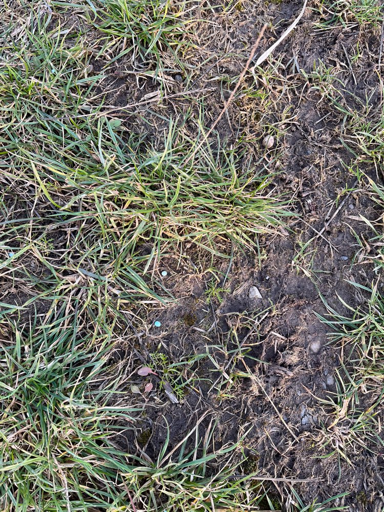 Giftköder-Blaudünger oder Ähnliches-Profilbild