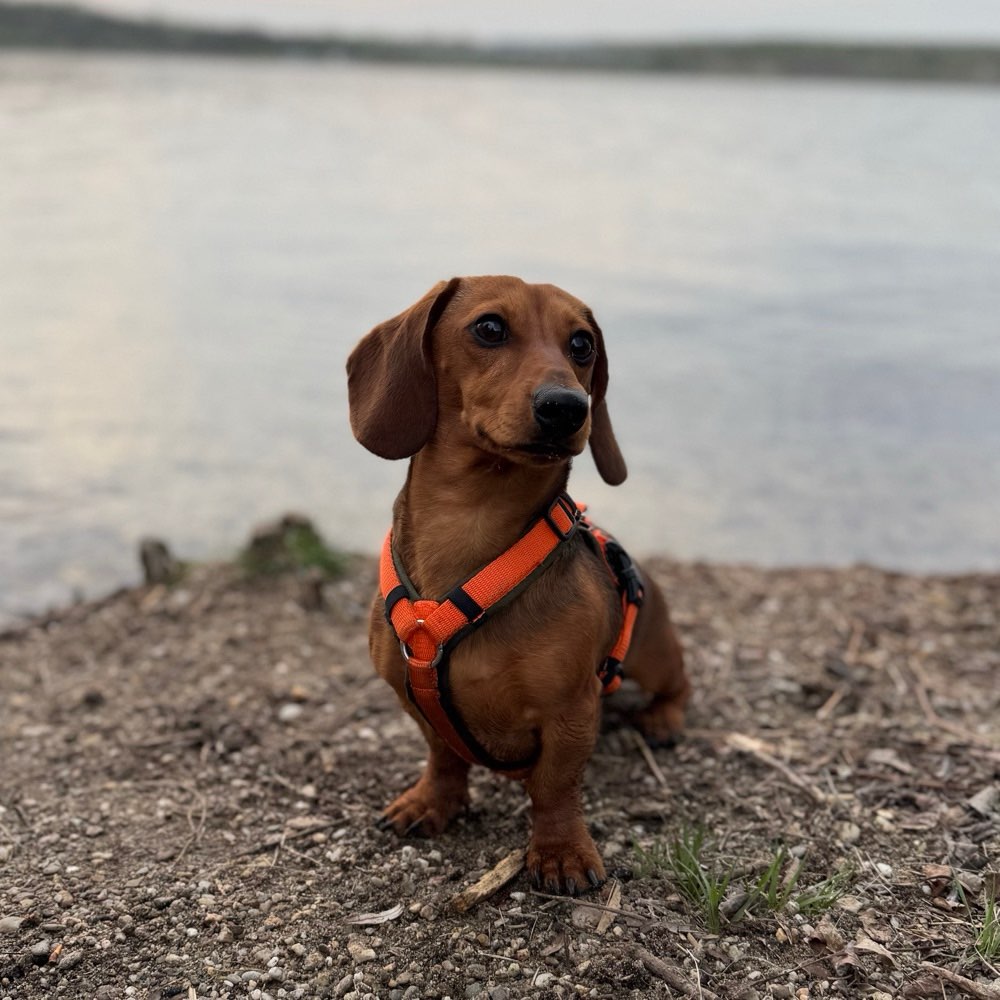 Hundetreffen-Hundetreff in Naumburg☀️🐶-Profilbild