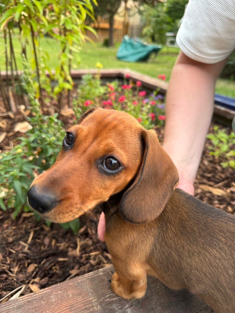 Hundetreffen-Welpe sucht Hundefreunde🐶-Profilbild