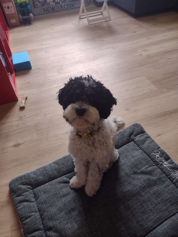 Hundetreffen-Gassi- und Spielfreunde gesucht-Profilbild