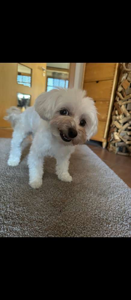 Hundetreffen-Lebhafter Malteser/ Shih tzu-Profilbild