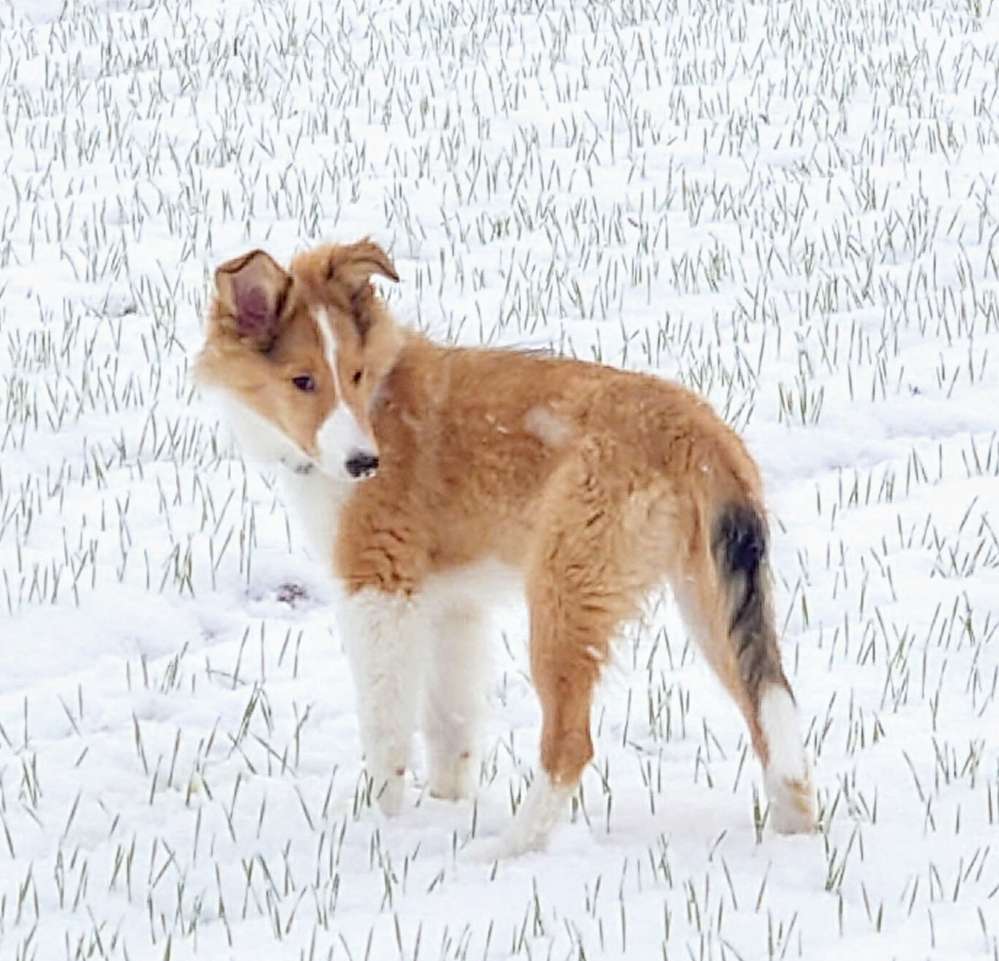 Hundetreffen-Suche Spielfreunde-Profilbild