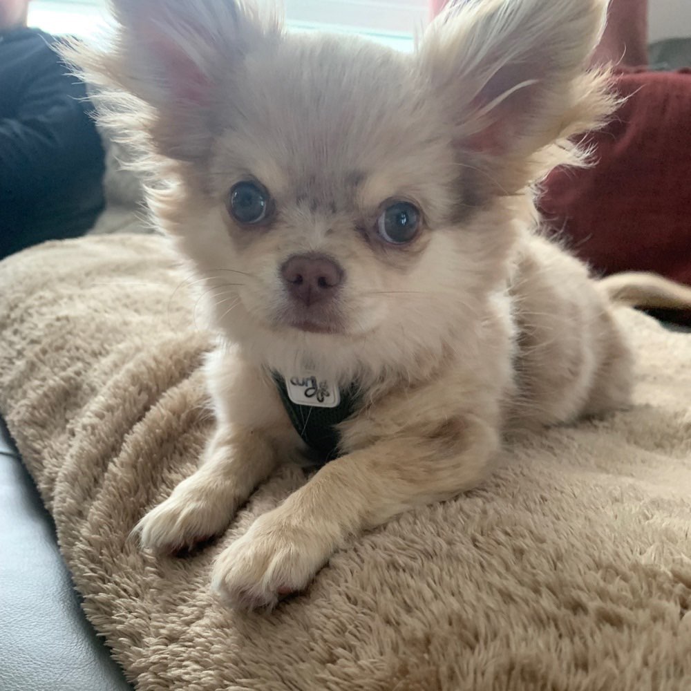 Hundetreffen-Training, Gassi und Spiel-Profilbild