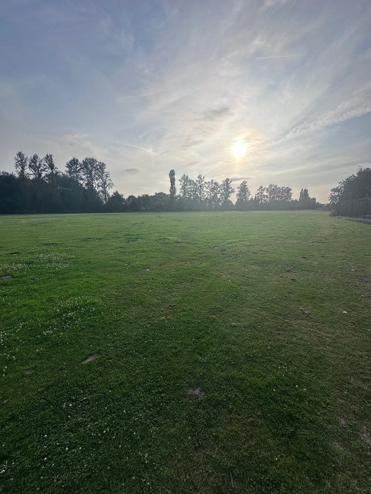 Hundetreffen-Spielen auf großer Wiese an der Zähringer Allee-Profilbild