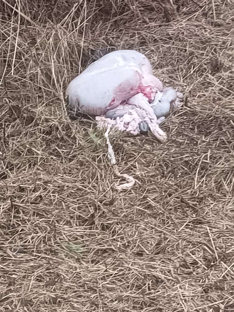 Giftköder-Kadaver Innerrein-Profilbild