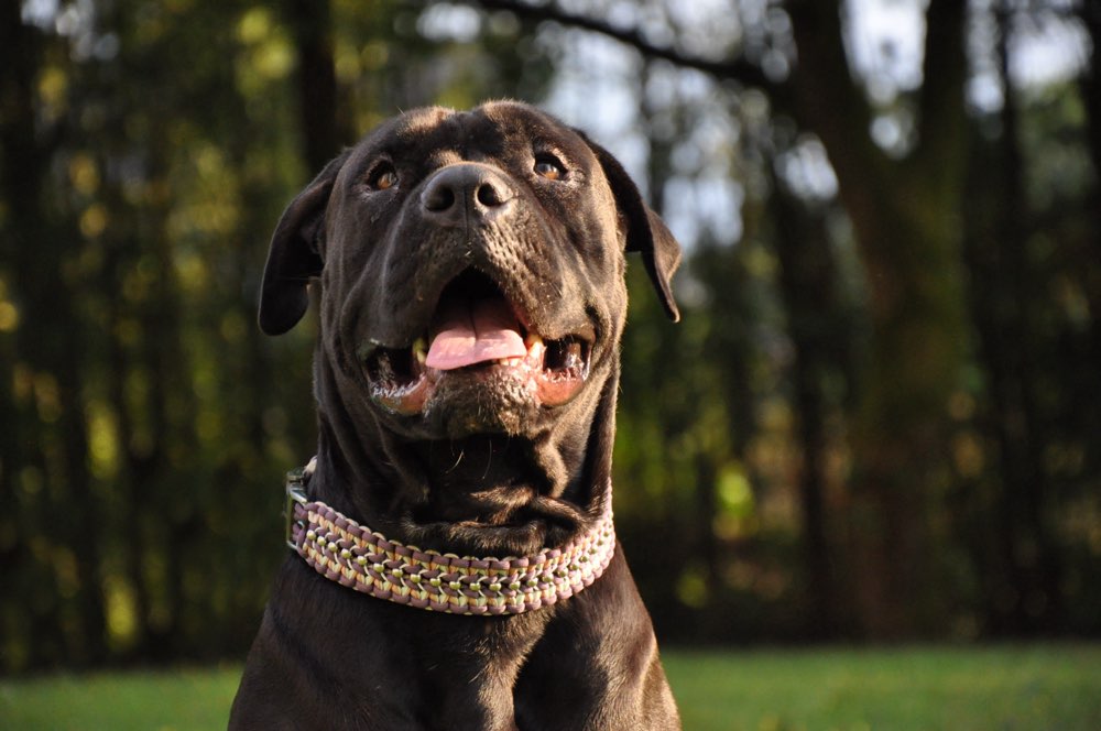 Hundetreffen-Trainingspartner unterordnung-Profilbild