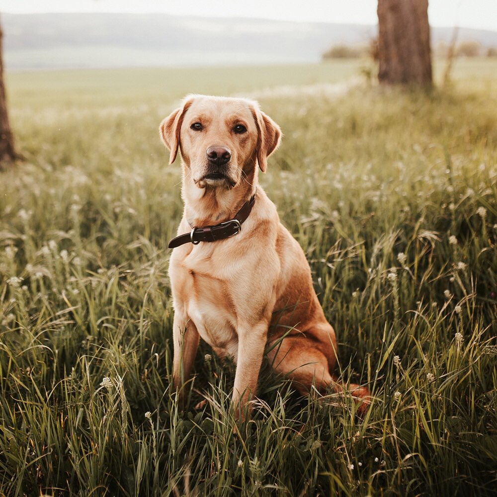 Hundetreffen-Trainingspartner / Social Walk-Profilbild