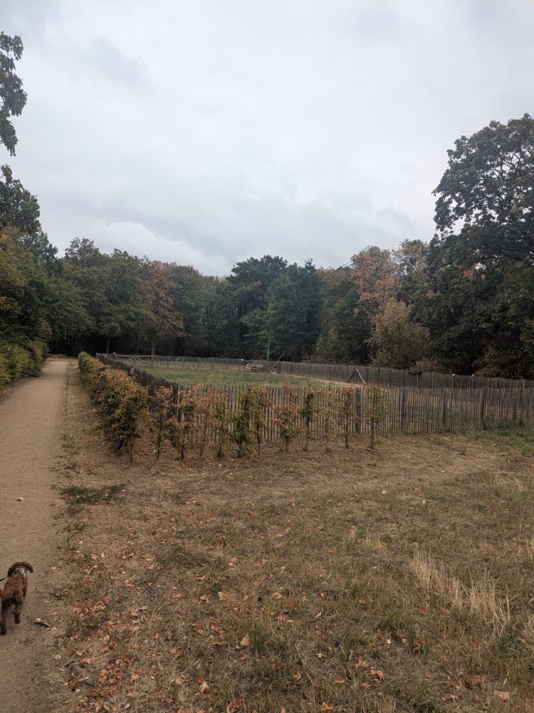 Hundetreffen-Hattersheimer Hundewiese🐕☀️-Profilbild