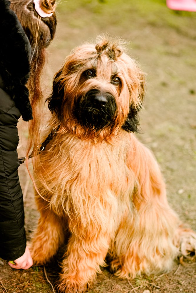 Hundetreffen-Spiel-/Trainingspartner/in gesucht 🐾-Profilbild