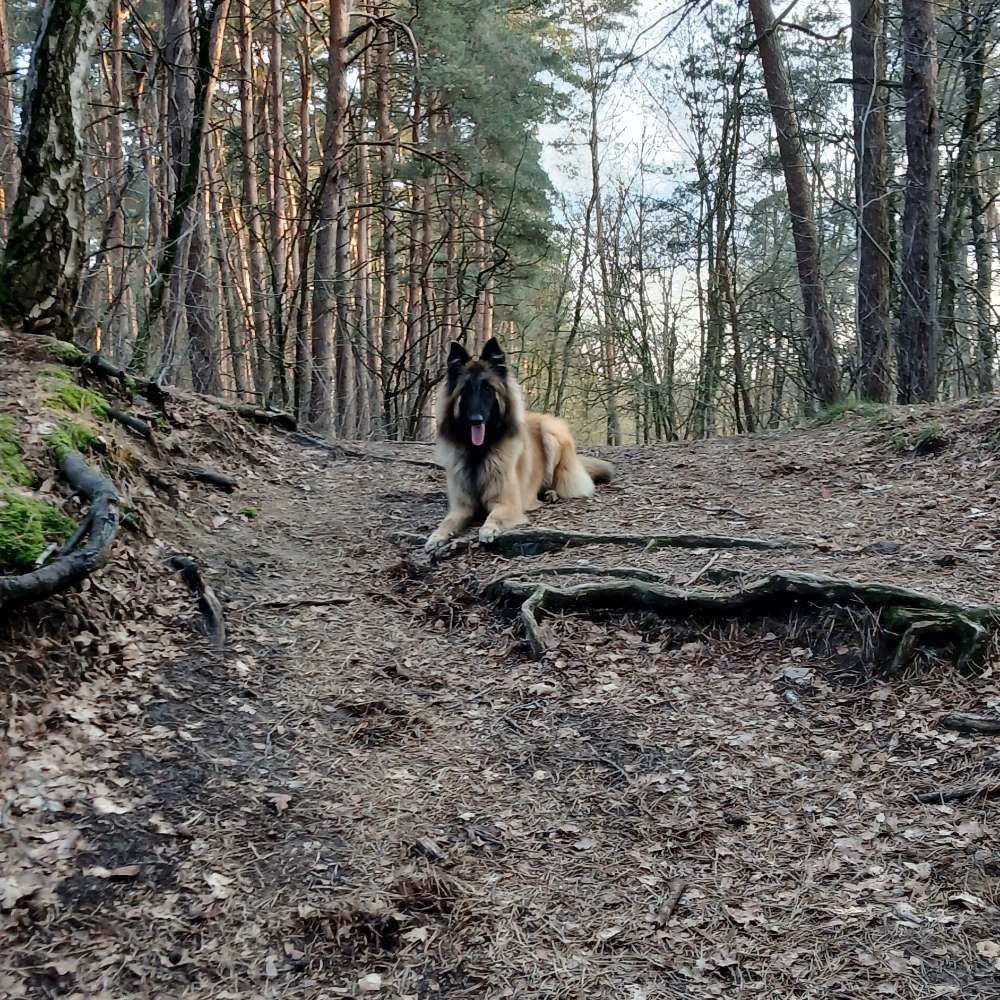 Hundetreffen-Waldrunde Hauenhorst-Profilbild