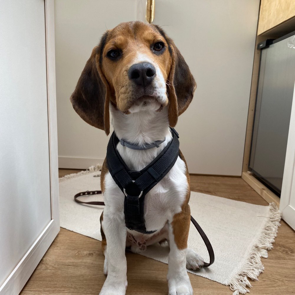 Hundetreffen-Spieltreff in Gievenbeck-Profilbild