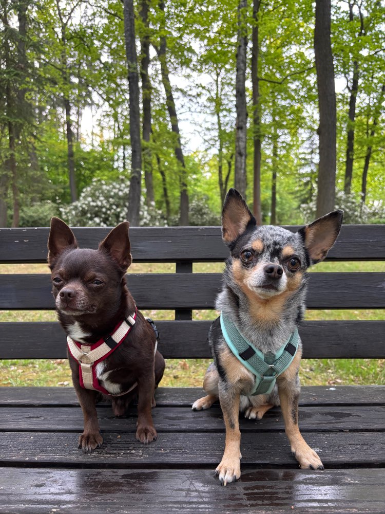 Hundetreffen-Hundetreffen für gemeinsame Runden und spielen-Profilbild