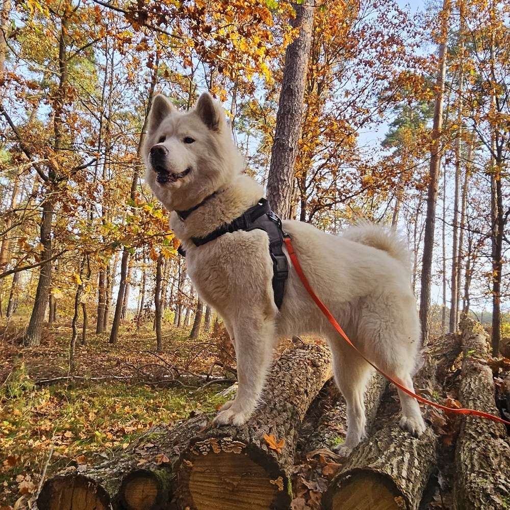 Hundetreffen-Trainingspartner gesucht-Profilbild