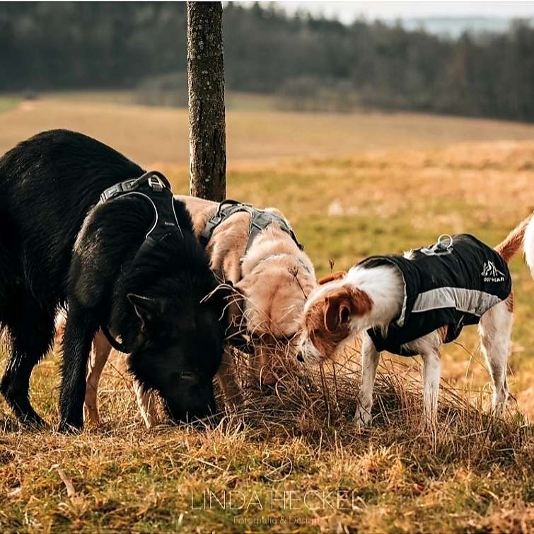 Hundetreffen-Social Walk  , Gassirunde-Profilbild