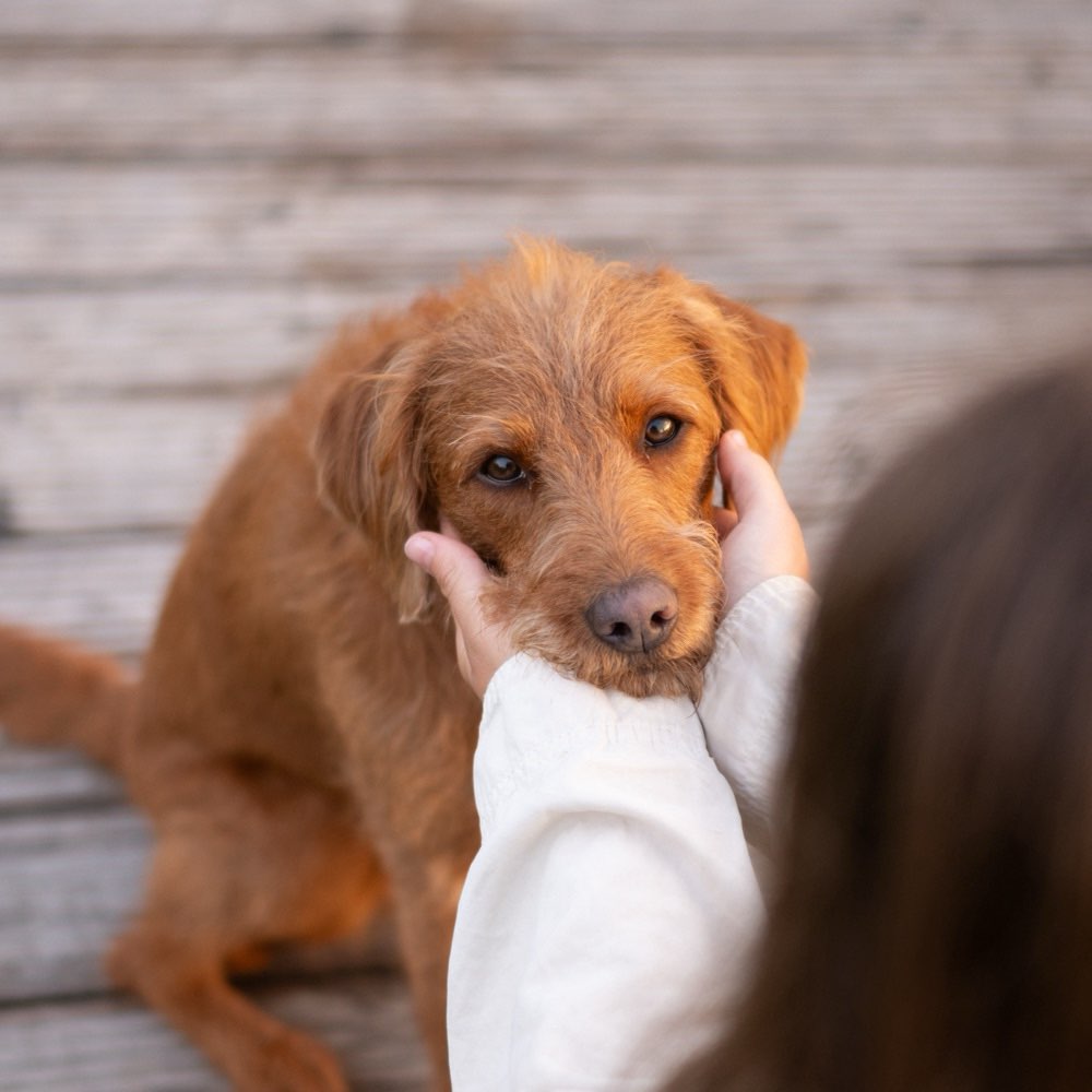 Hundetreffen-gemeinsame gassirunde-Profilbild