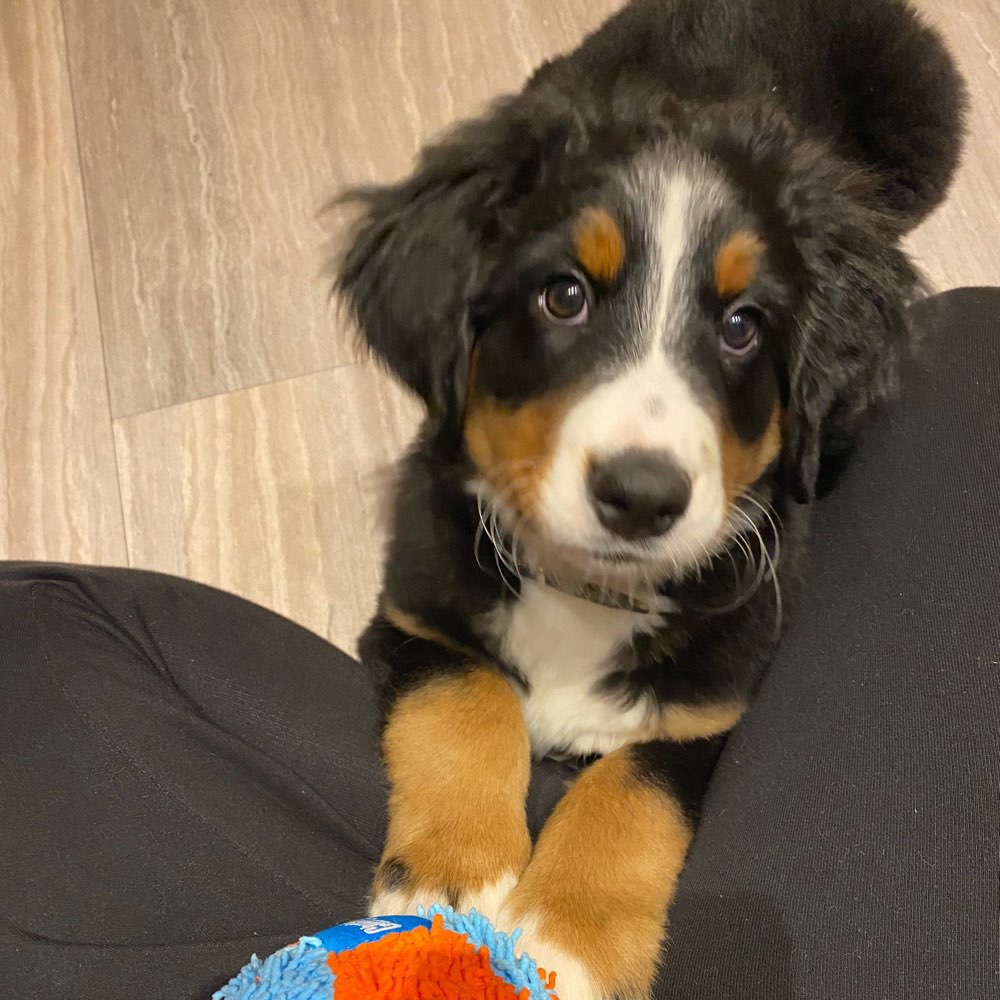 Hundetreffen-Welpentreffen-Profilbild