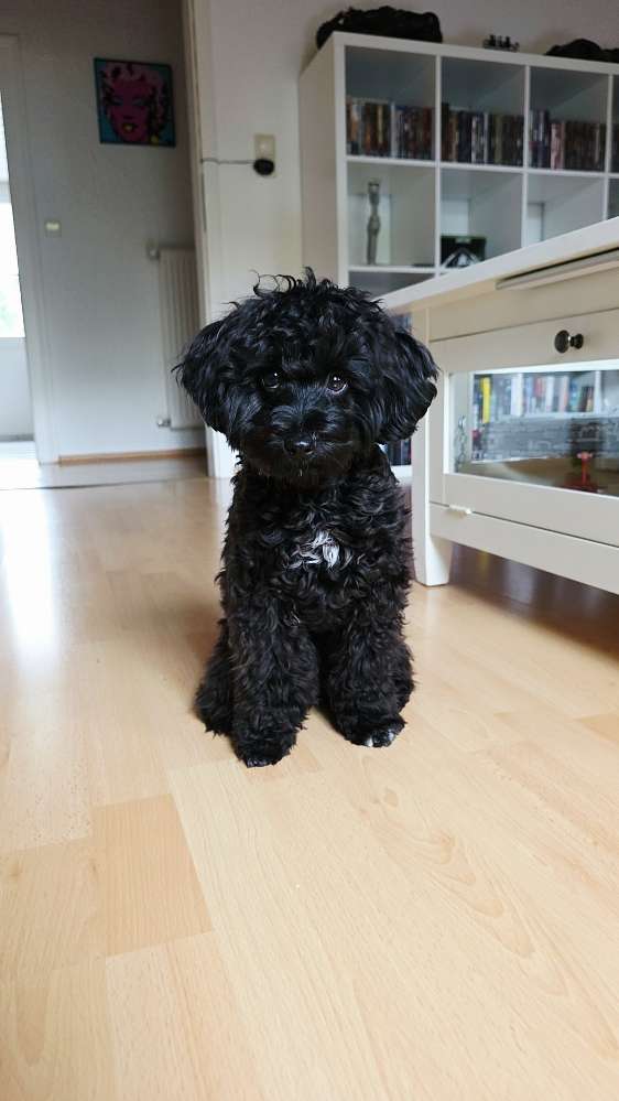 Hundetreffen-Stadtwalk-Profilbild