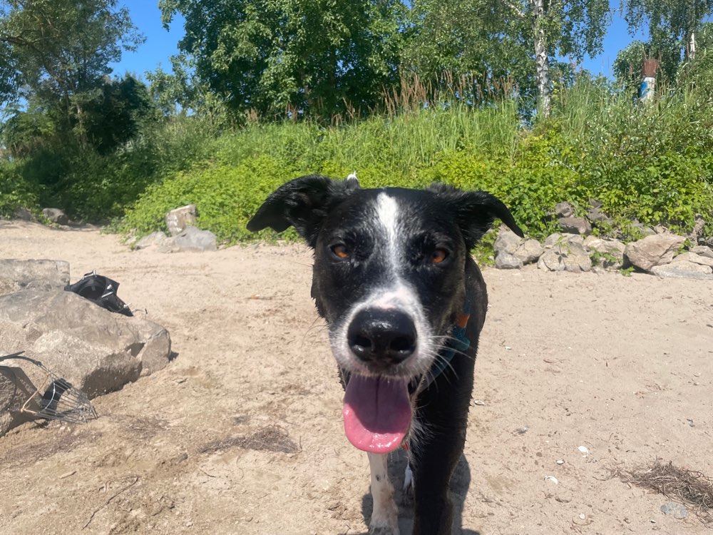 Hundetreffen-Gassi Service-Profilbild