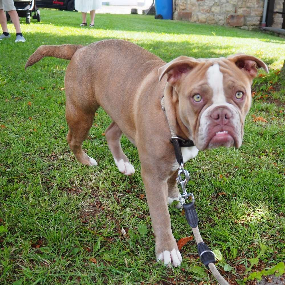 Hundetreffen-Gassi und Spielrunde  in Mauer-Profilbild
