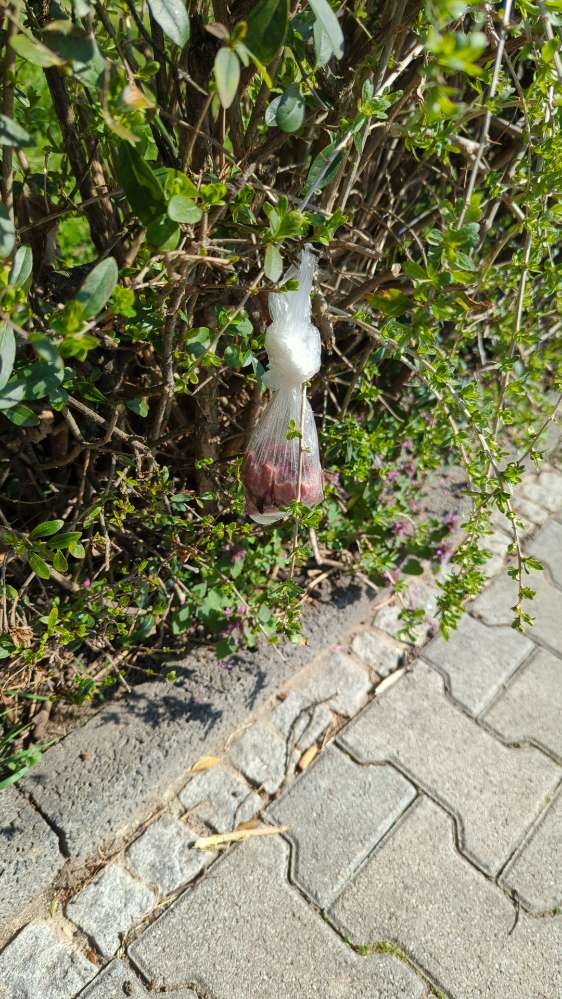 Giftköder-Beutelchen mit Fleisch-Profilbild