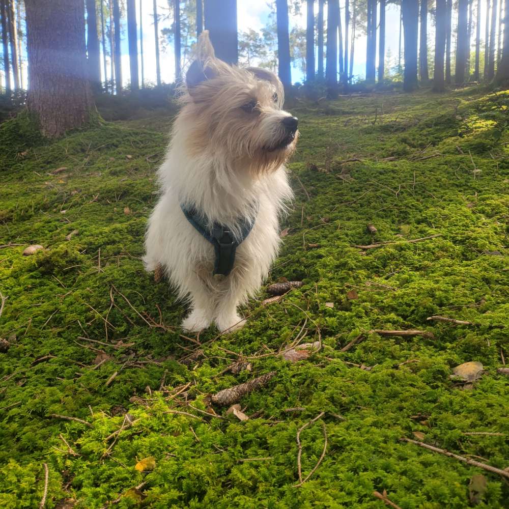 Hundetreffen-Immer gerne für kleine Spielrunden und Gassirunden-Profilbild