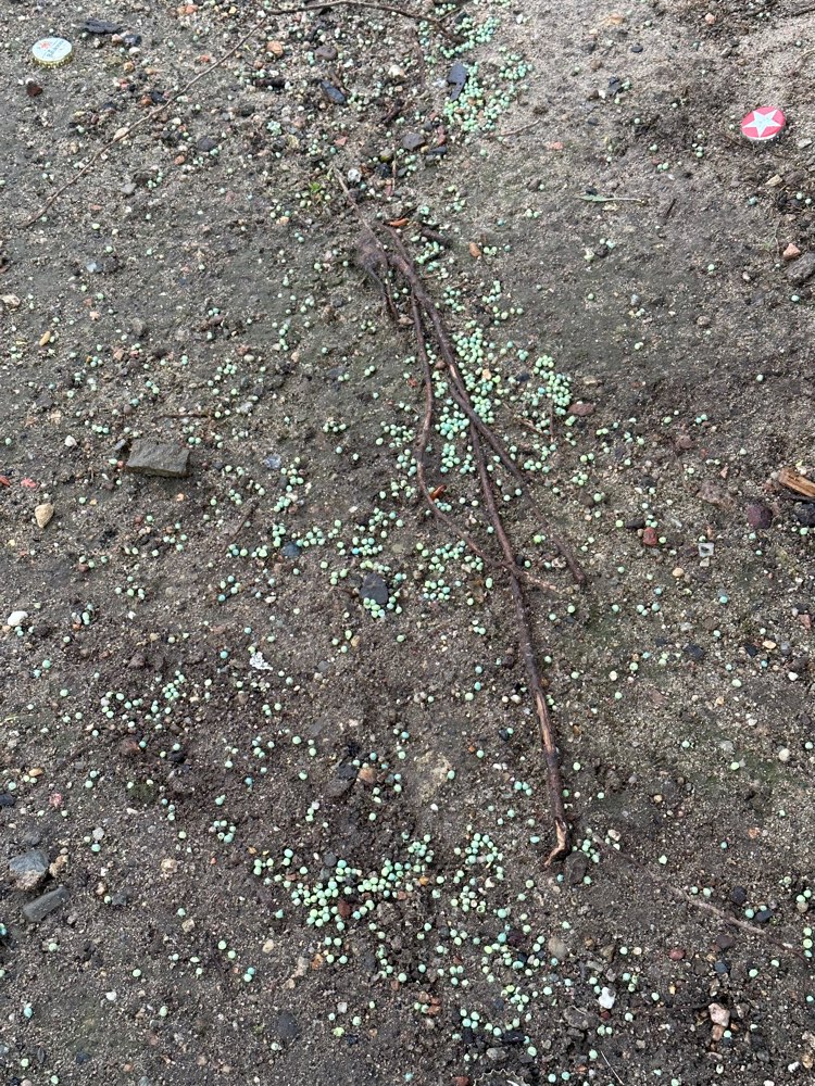 Giftköder-Blaukorn an dem großen Baum-Profilbild
