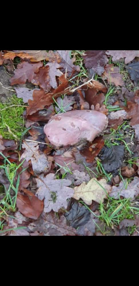 Giftköder-Giftköder-Profilbild