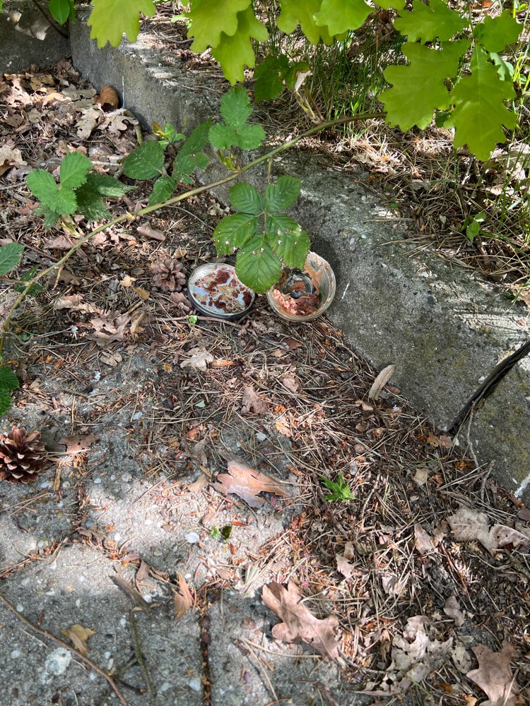 Giftköder-Möglicher Giftköder-Profilbild