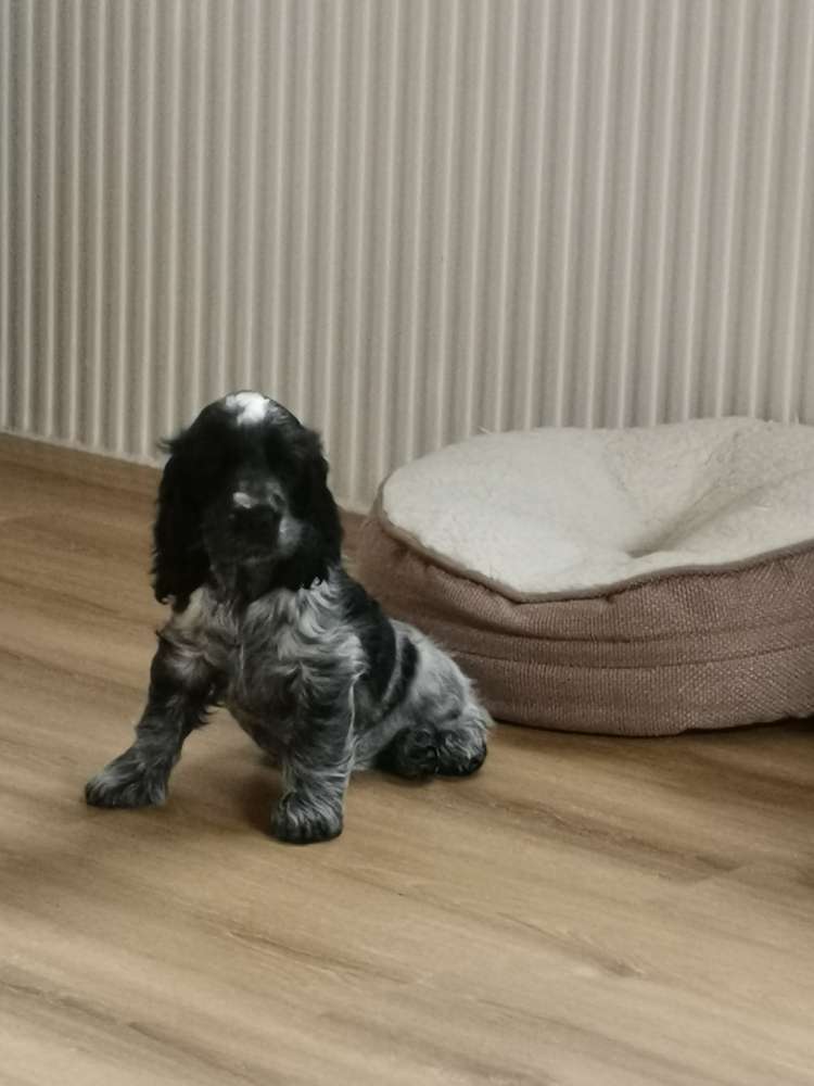 Hundetreffen-Welpentreffen Neu Wulmstorf-Profilbild