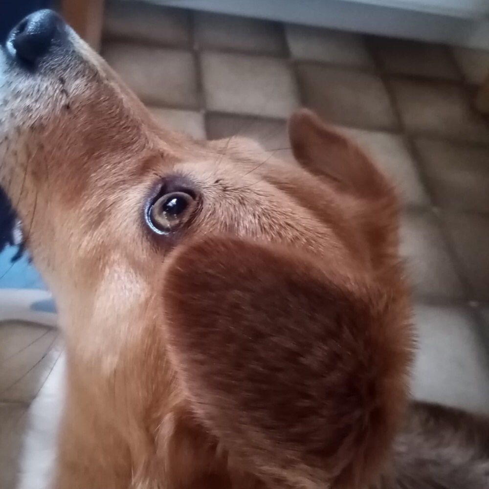 Hundetreffen-Hunde Freunde gesucht-Profilbild