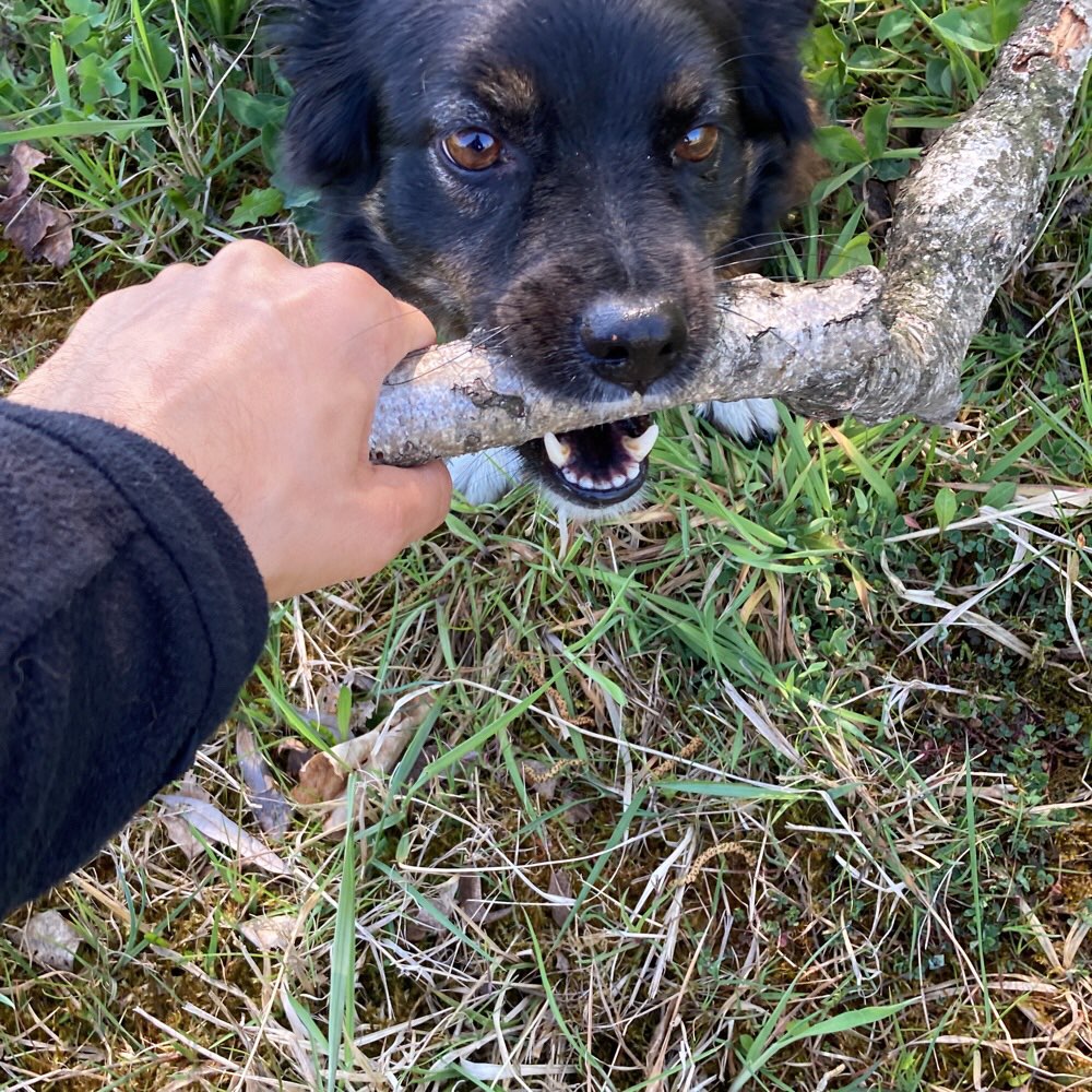 Hundetreffen-Playdate with dogs-Profilbild