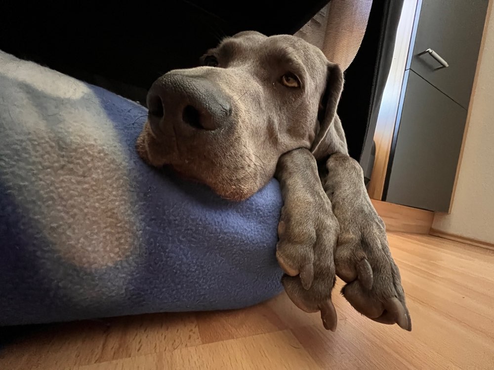 Hundetreffen-Trainingsbuddy/Social walk-Profilbild