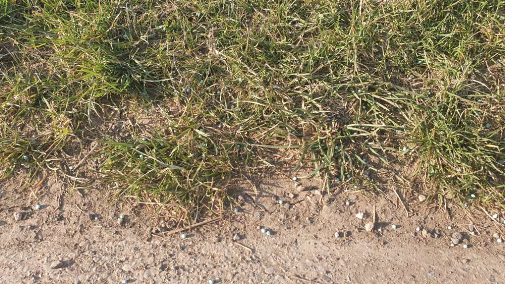 Giftköder-Blaue Kügelchen (Dünger)-Profilbild