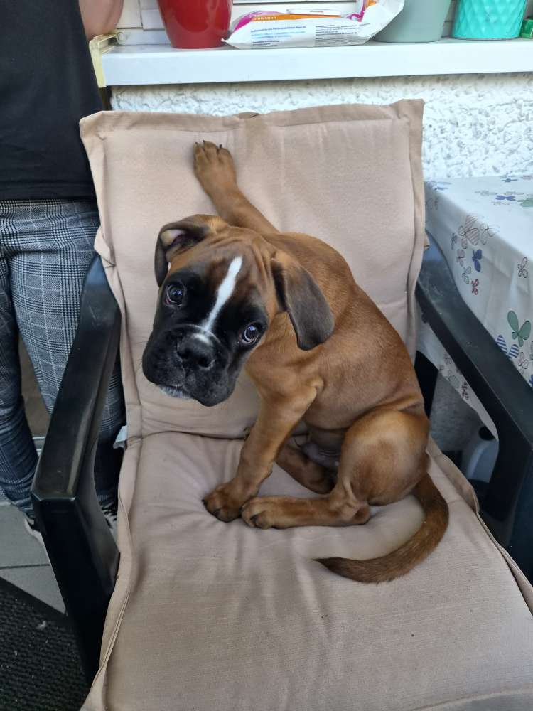 Hundetreffen-Welpentreffen/Gassirunde-Profilbild