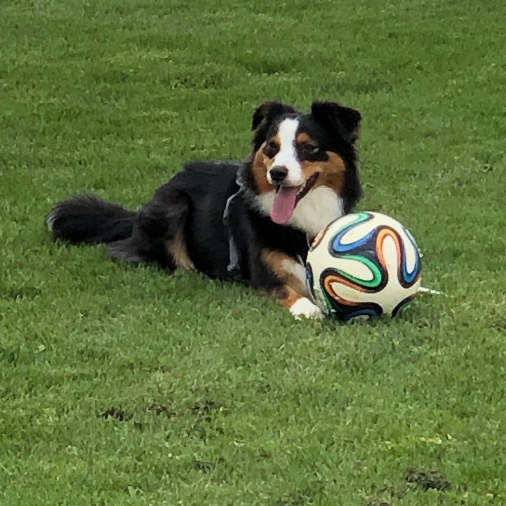 Hundetreffen-Spielgefährten gesucht 🤗-Profilbild