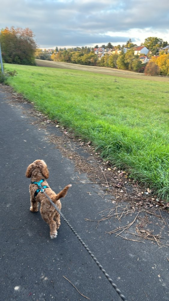 Hundetreffen-Spiel- und Gassihund gesucht-Profilbild