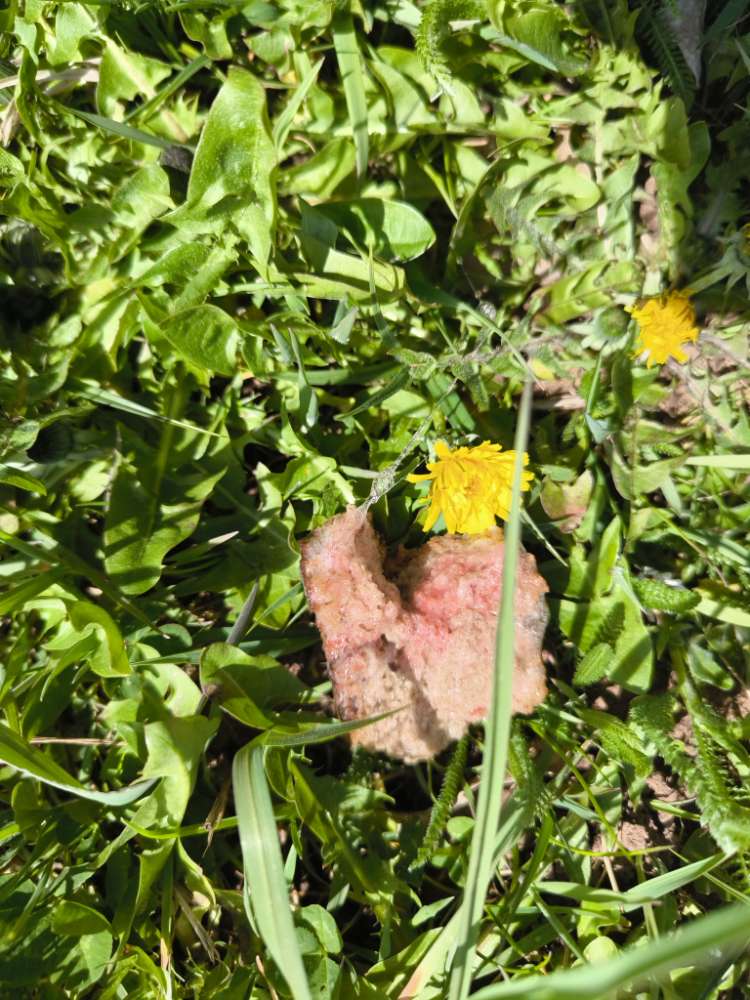 Giftköder-Giftköder-Profilbild