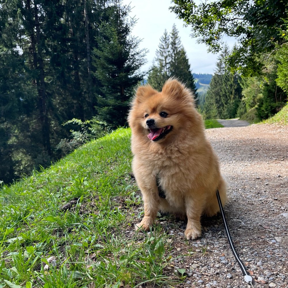 Hundetreffen-Spieltreffen / Gassi gehen-Profilbild