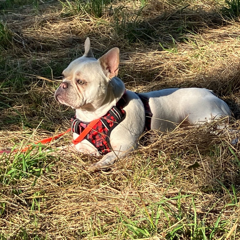 Hundetreffen-Social Walk-Profilbild